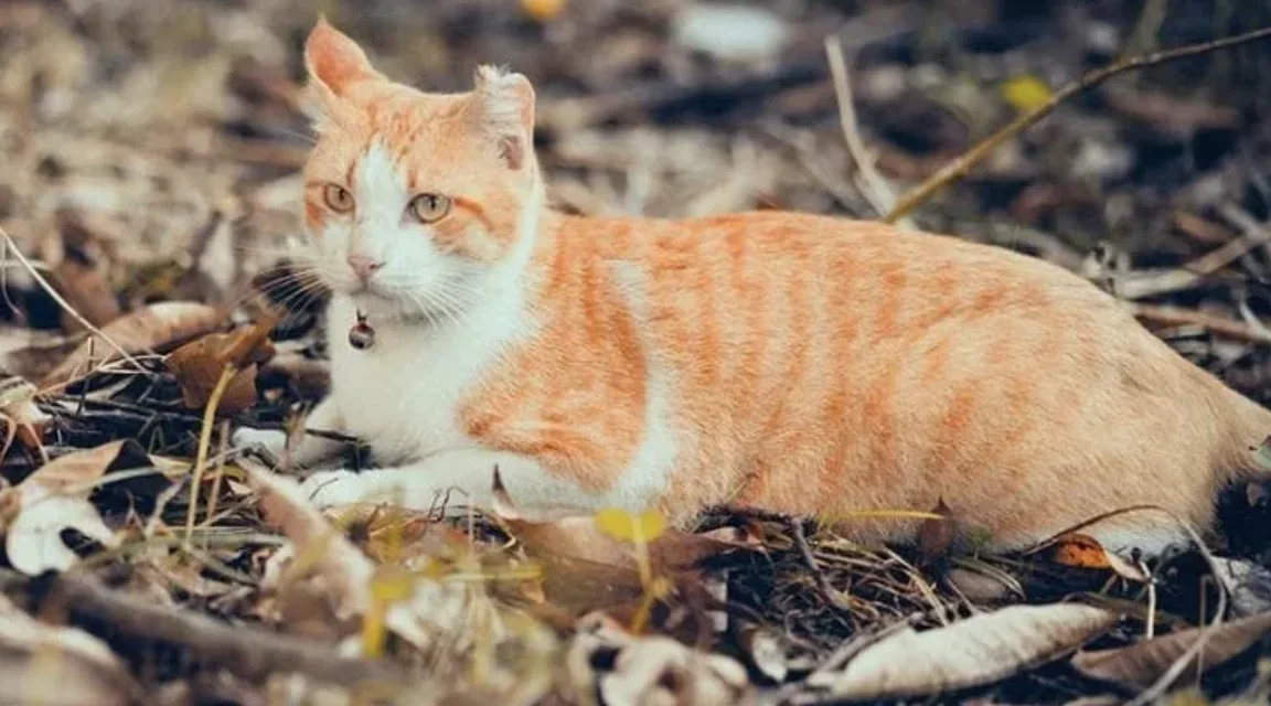 Incendi in Calabria, gatti usati come inneschi: la crudeltà che brucia l’uomo prima ancora dei boschi