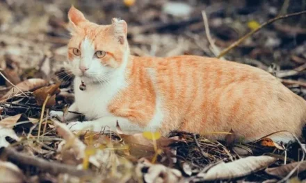 Incendi in Calabria, gatti usati come inneschi: la crudeltà che brucia l’uomo prima ancora dei boschi