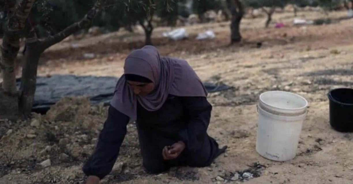 Cisgiordania, Israele espelle chi raccoglie olive