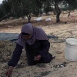Cisgiordania, Israele espelle chi raccoglie olive