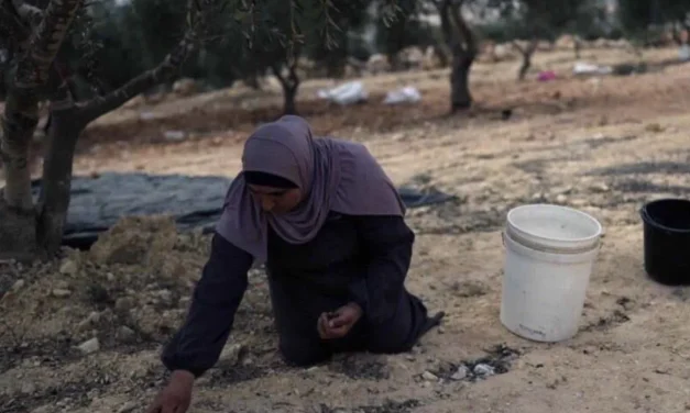 Cisgiordania, Israele espelle chi raccoglie olive